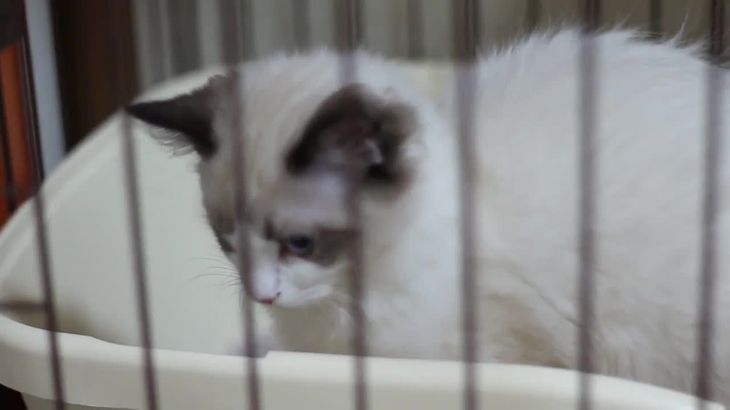 【MKTKOTO】日本ASMR主播助眠视频合集 62