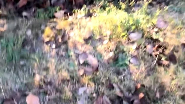 【易直播韩发发】粉丝专属足底福利合集 59